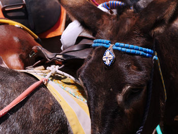 Close-up of horse