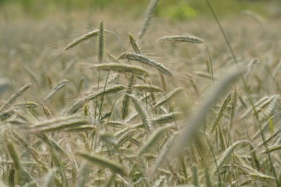 Close-up of plant growing on field