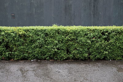 Close-up of fresh green plants against wall