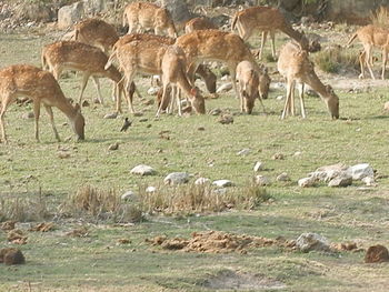 Horses in zoo