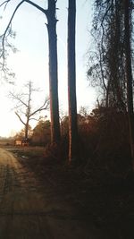 Empty road along trees