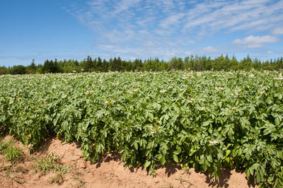 Scenic view of corn field against sky