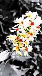 Close-up of yellow flower blooming