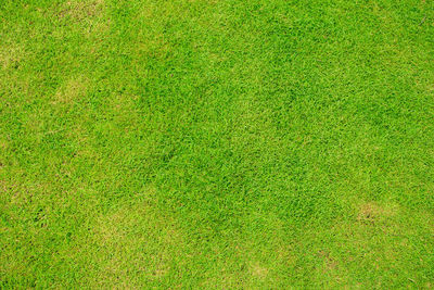 Green grass texture background, top view of grass garden ideal concept used for making green.