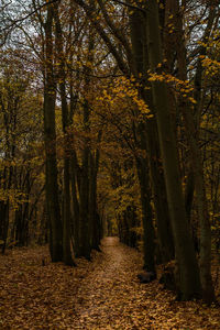 Trees in sunlight