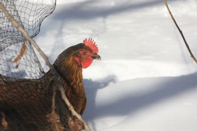 Close-up of a bird against blurred background