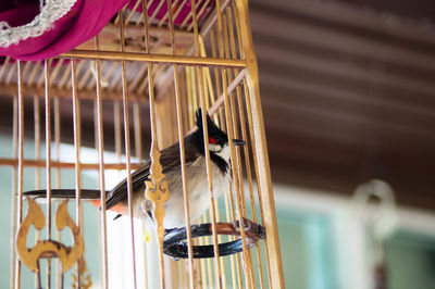 Close-up of bird in cage