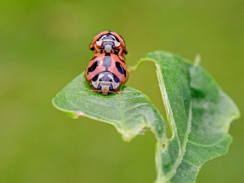 Close-up of insect on leaf