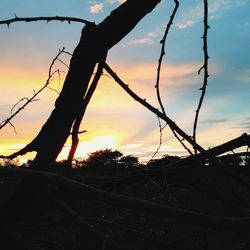 Silhouette trees against sky during sunset