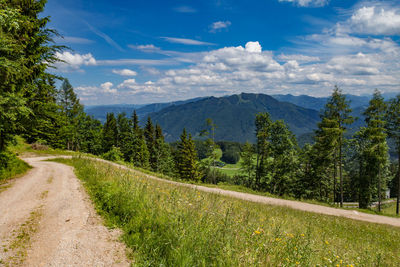 Scenic view of pine trees against sky