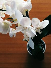 Close-up of white flowers in vase