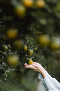 Cropped hand of woman holding christmas tree