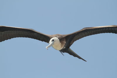 Low angle view of eagle flying against clear blue sky