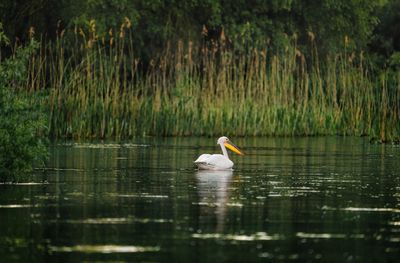 Pelicans in danube delta