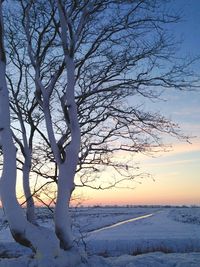 Bare trees on snow covered field