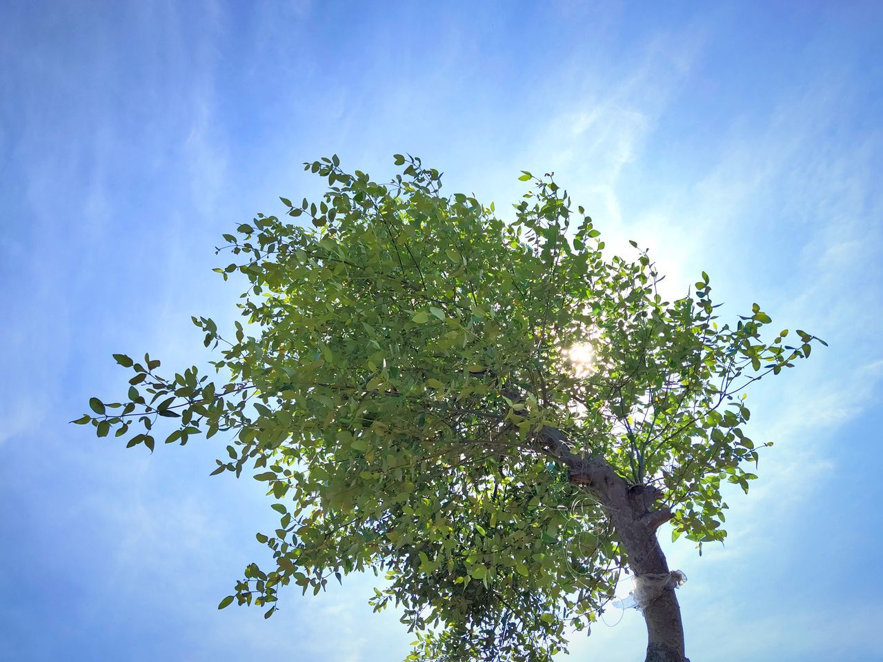 LOW ANGLE VIEW OF FRESH GREEN TREE AGAINST SKY