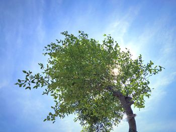 Low angle view of tree against sky