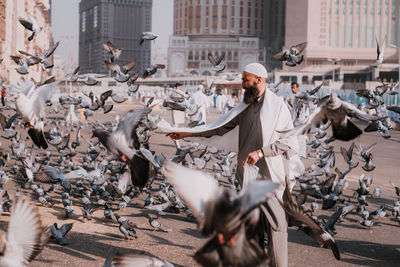 Pigeons on street in city