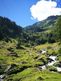 Scenic view of green landscape