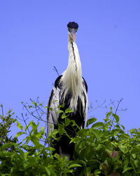 Low angle view of bird perching on tree