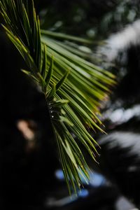 Close-up of pine tree