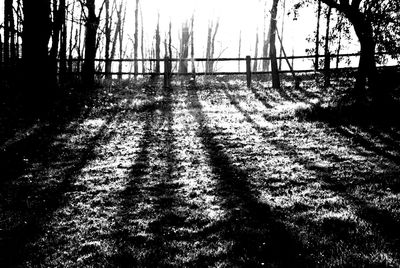 Trees against sky