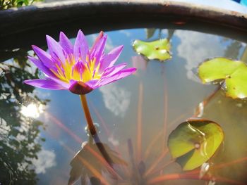 Close-up of lotus water lily in lake