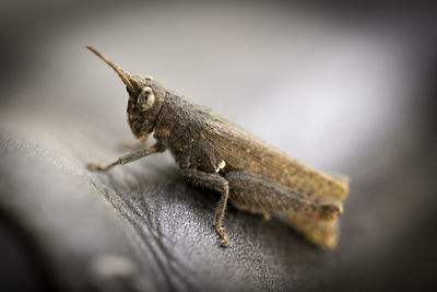 Close-up of insect