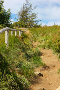 View of plants on field against sky