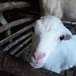 Close-up portrait of horse
