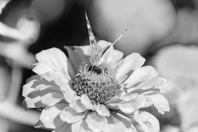 Close-up of insect on flower