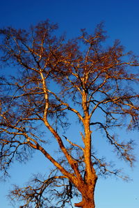 Low angle view of bare trees against blue sky