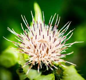 Close-up of thistle flower