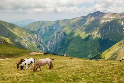 View of wild horses grazing on high mountain in the national park of monti sibillini, marche