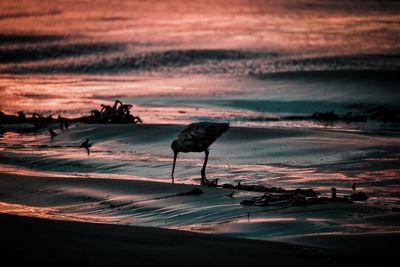 Scenic view of beach against sky during sunset