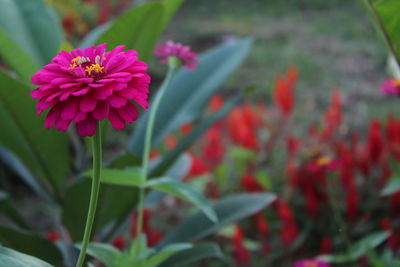 Close-up of pink flowering plant