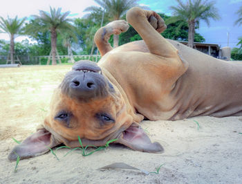 Brown dog relax lying on the beach, happy