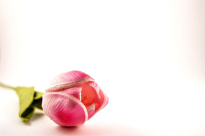 Close-up of pink flower over white background