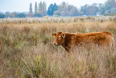 Lioness running on field