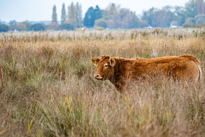 Cow in field