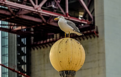 Close-up of bird perching on a metal