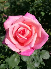 Close-up of pink rose blooming outdoors