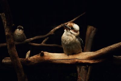 Close-up of bird perching on branch