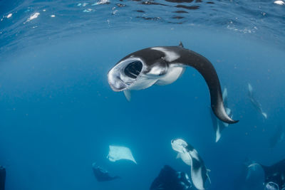 Wide angle view of a school of manta rays, in baa atoll ,madives