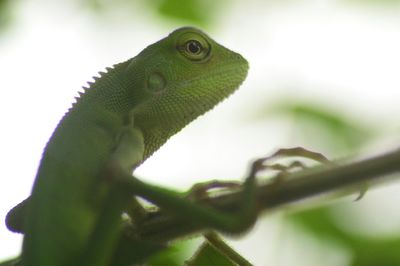Close-up of lizard