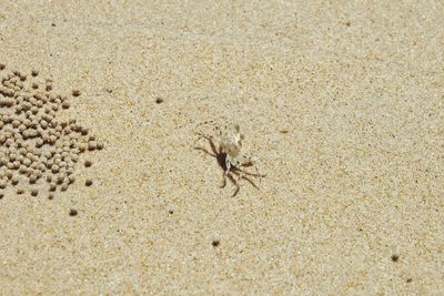 High angle view of crab on sand