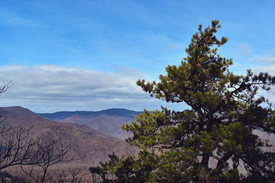 Trees on mountain against sky