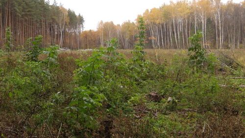 View of trees in the forest