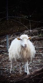 Portrait of sheep standing on field