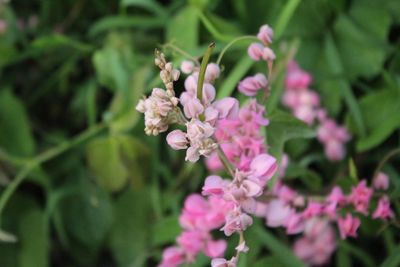 Close-up of pink flowers blooming outdoors